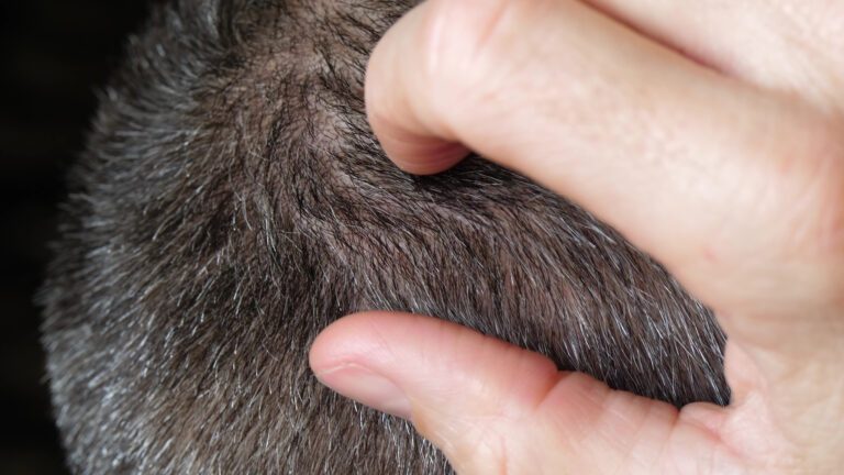 What Are Hair Fibers: A Detailed Guide  5 What Are Hair Fibers: A Detailed Guide